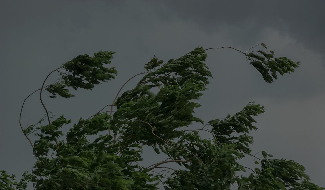 Trees bending in high wind during a Long Island storm